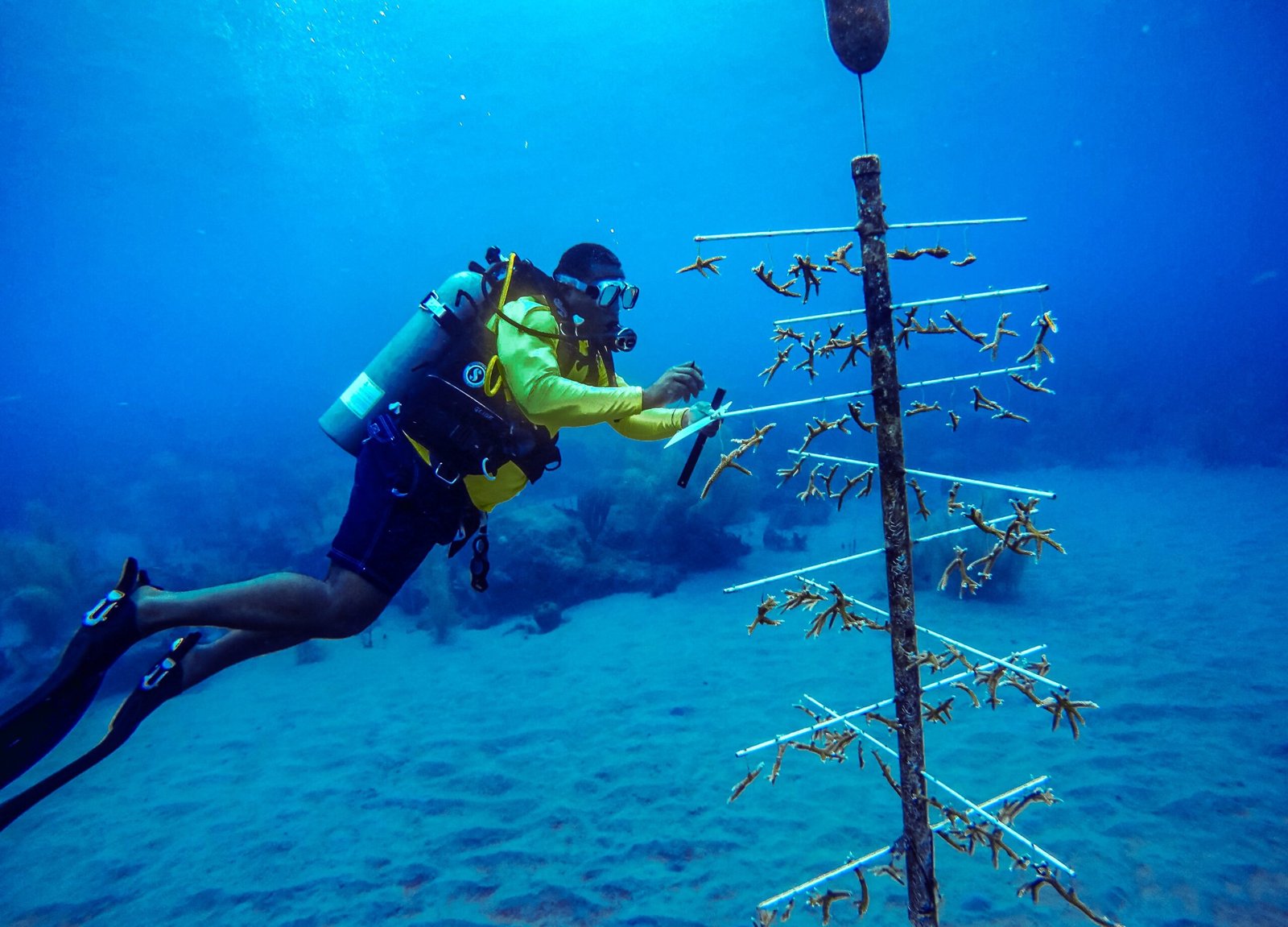 Human Intervention: Restoration and Innovation (image credits: wikimedia)