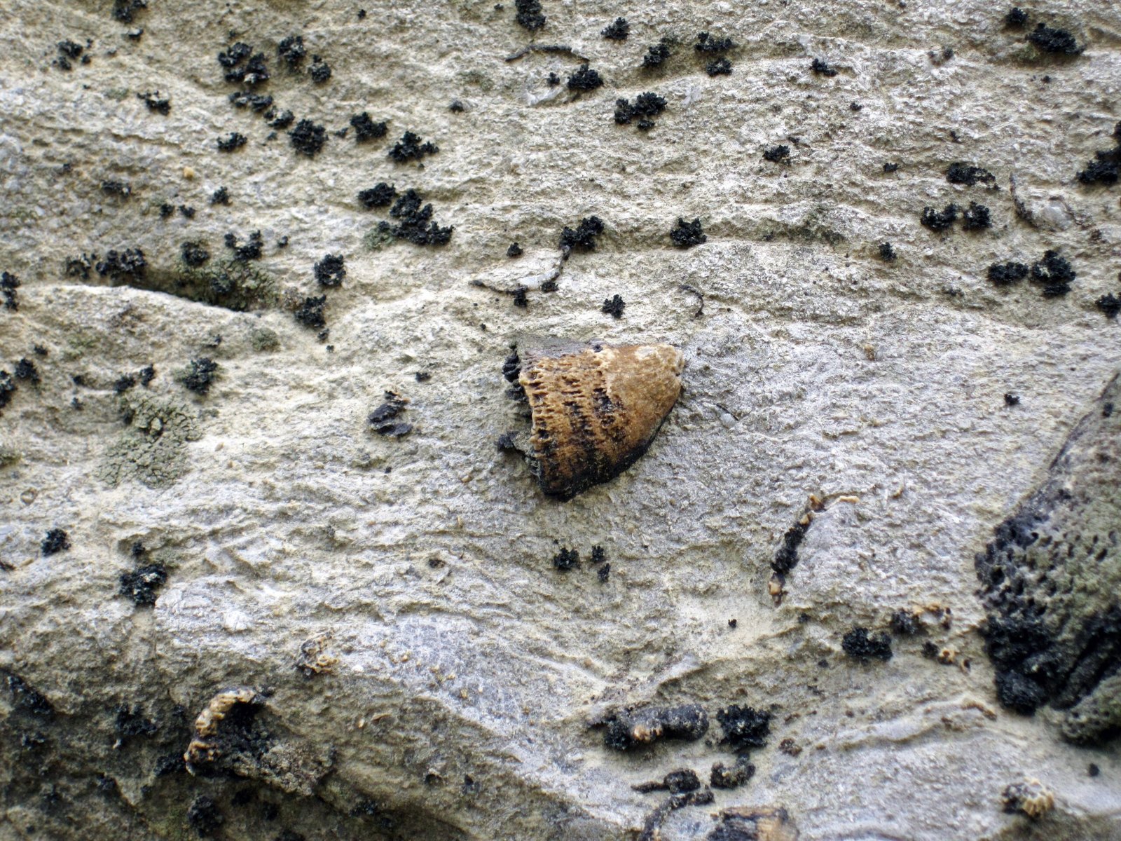 The Coral’s Secrets: Ancient Clues in Stone (image credits: wikimedia)