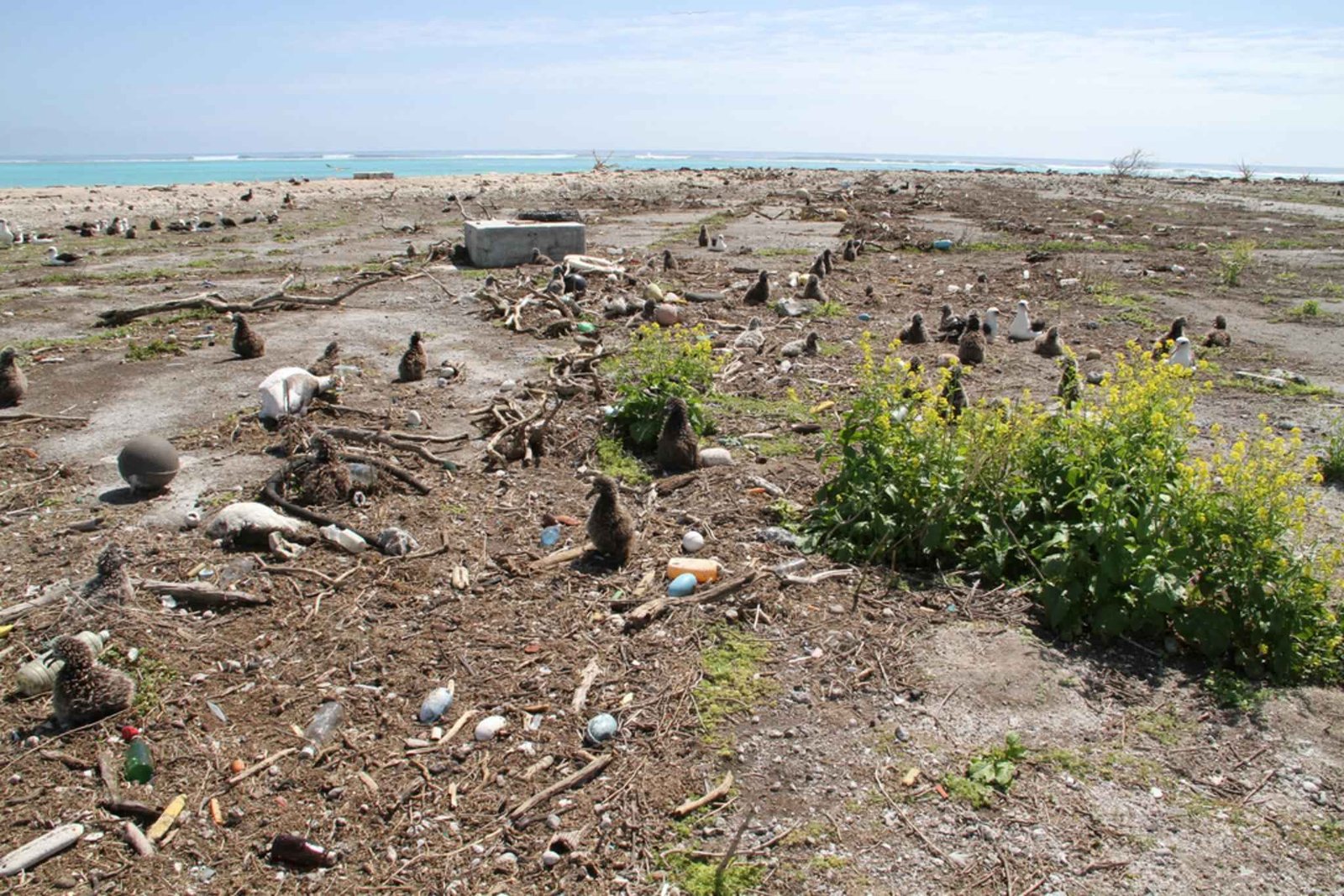 Wildlife and Ecosystems: Nature’s Response to Quakes (image credits: wikimedia)