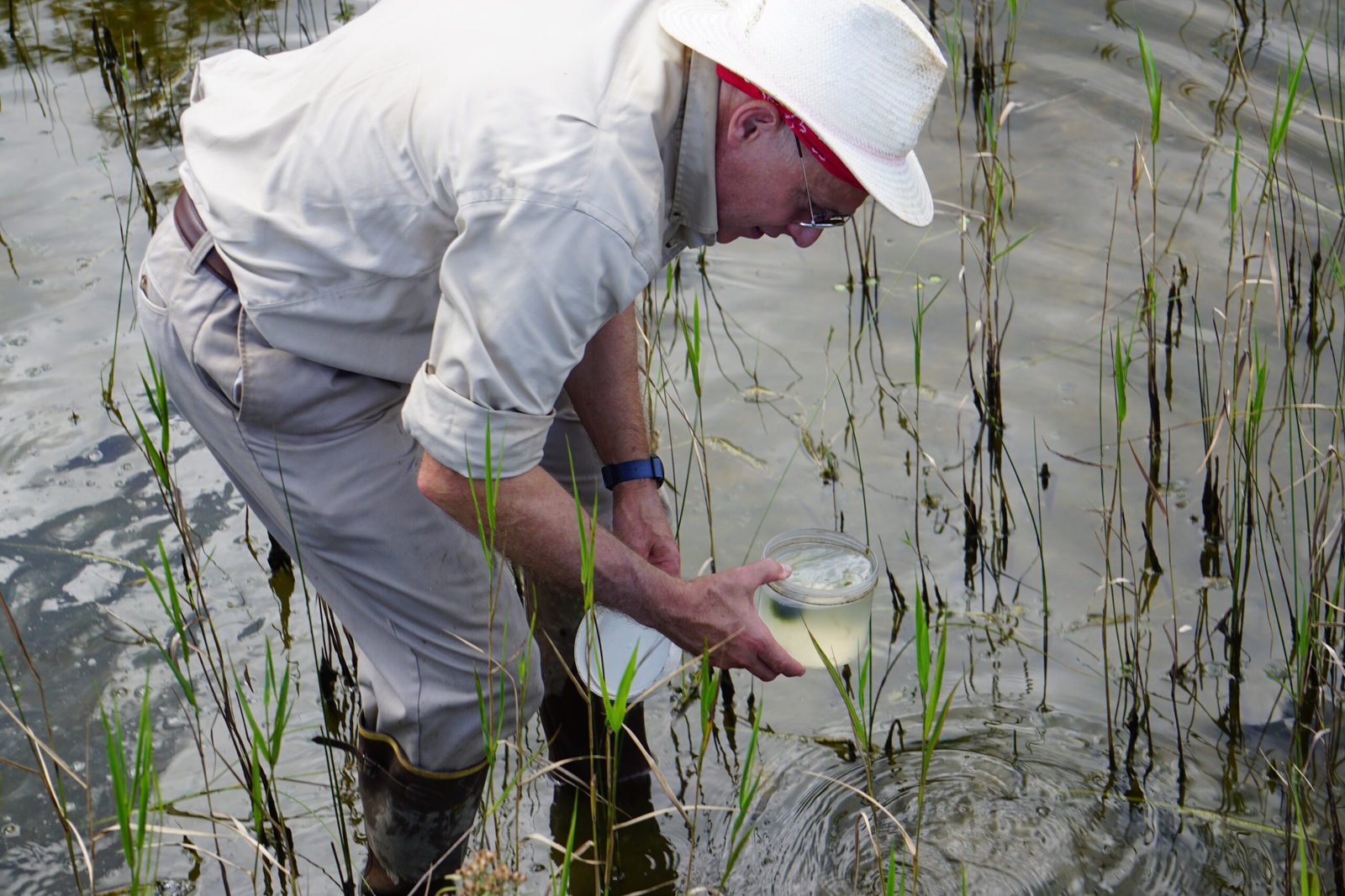 How Scientists Study Pink Lakes (image credits: wikimedia)