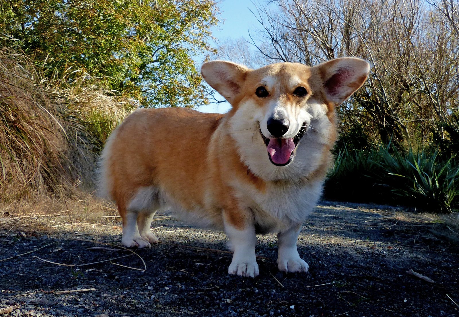 The Ancient Origins of the Corgi (image credits: wikimedia)