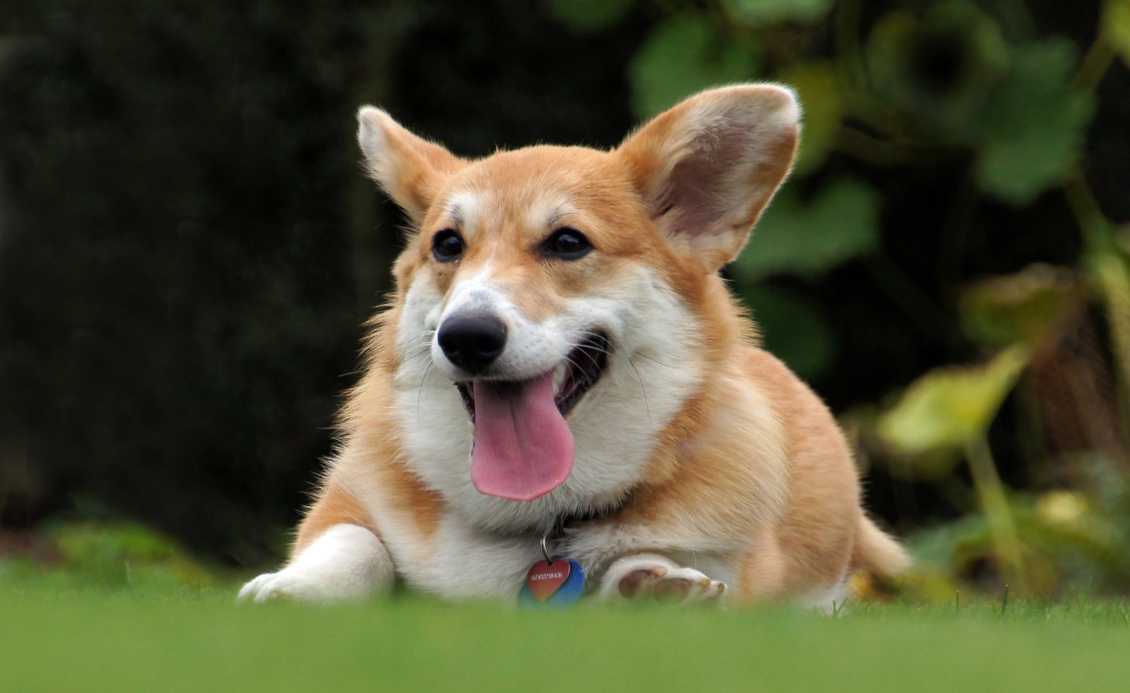 The Double Life: Family Pet and Tireless Worker (image credits: wikimedia)