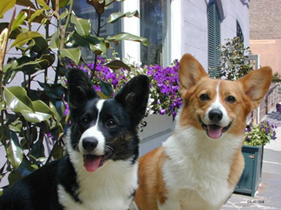 Corgis in Modern Jobs: Beyond the Farm (image credits: wikimedia)