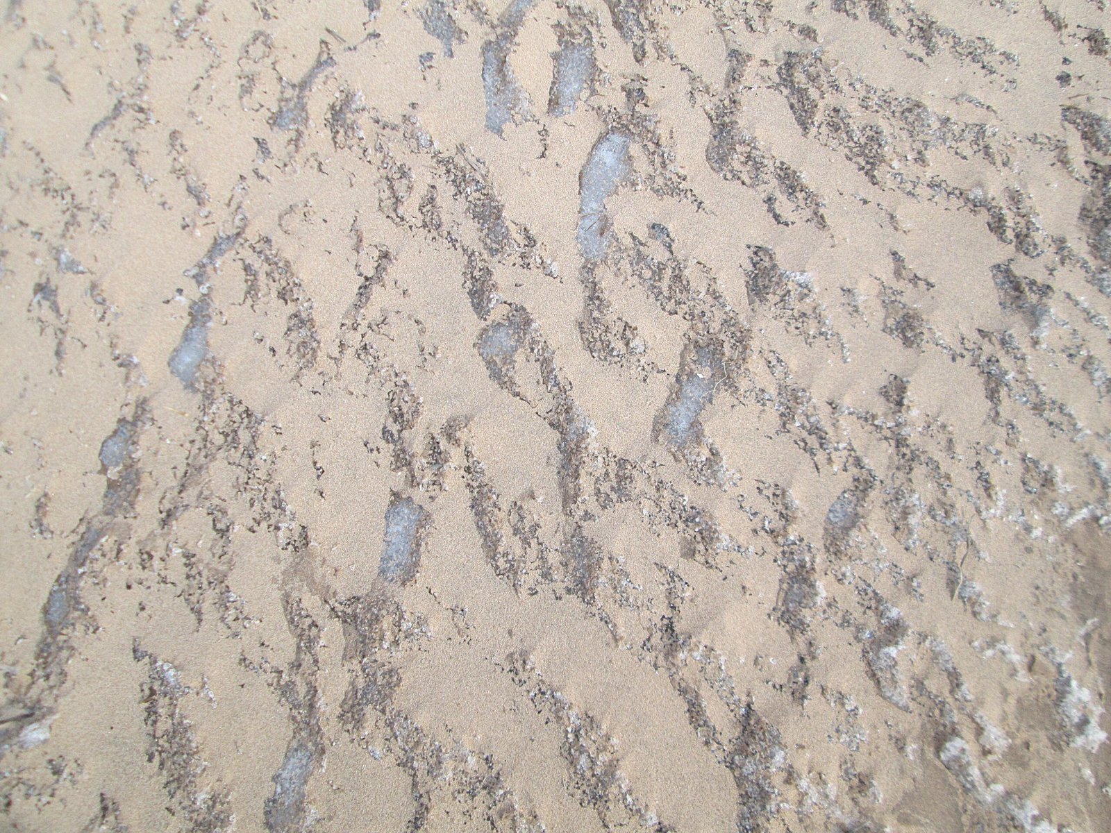 Microbes: The Oldest Inhabitants Awaken (image credits: wikimedia)