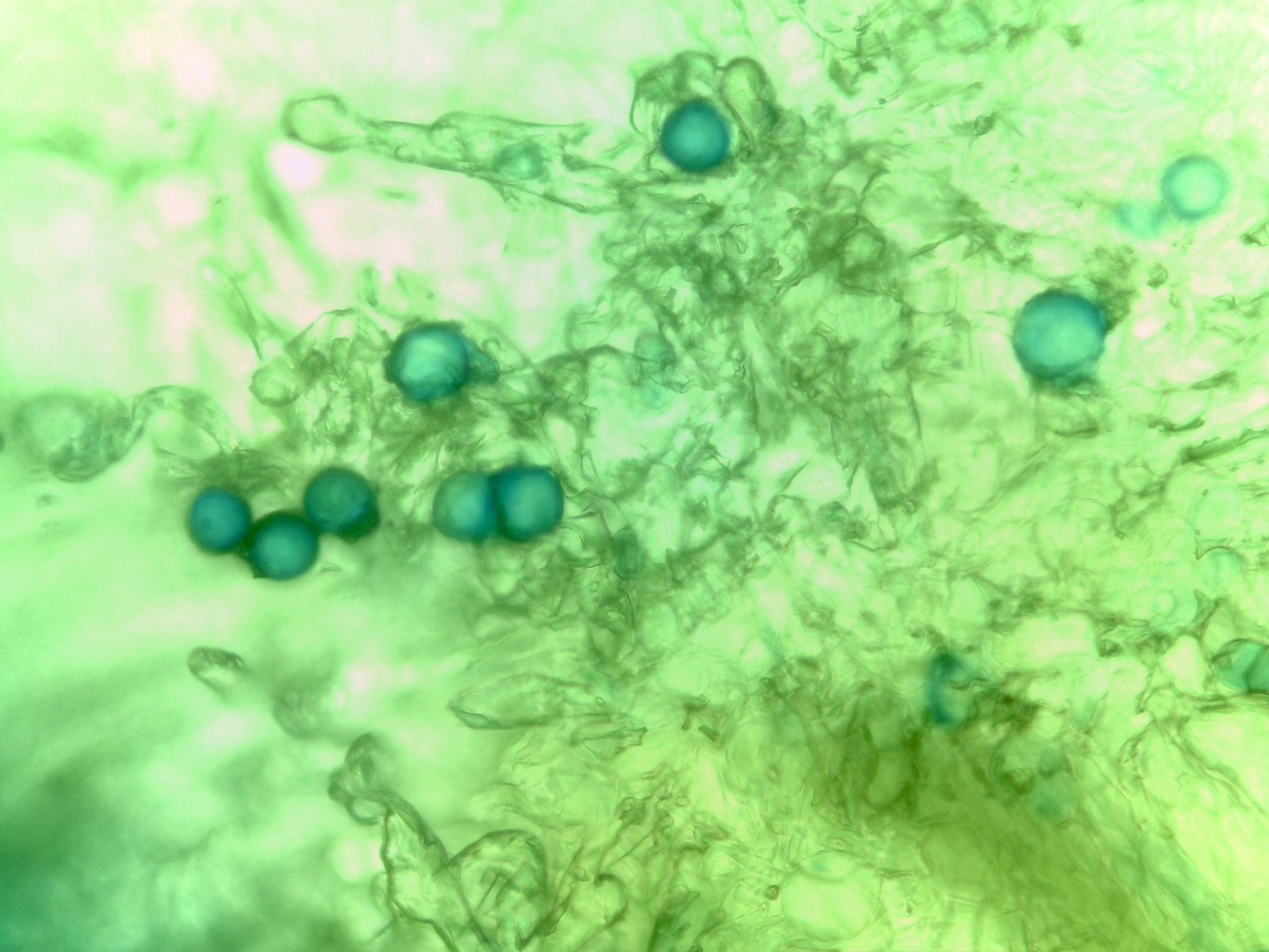 Pollen Grains: Nature’s Ancient Messengers (image credits: wikimedia)