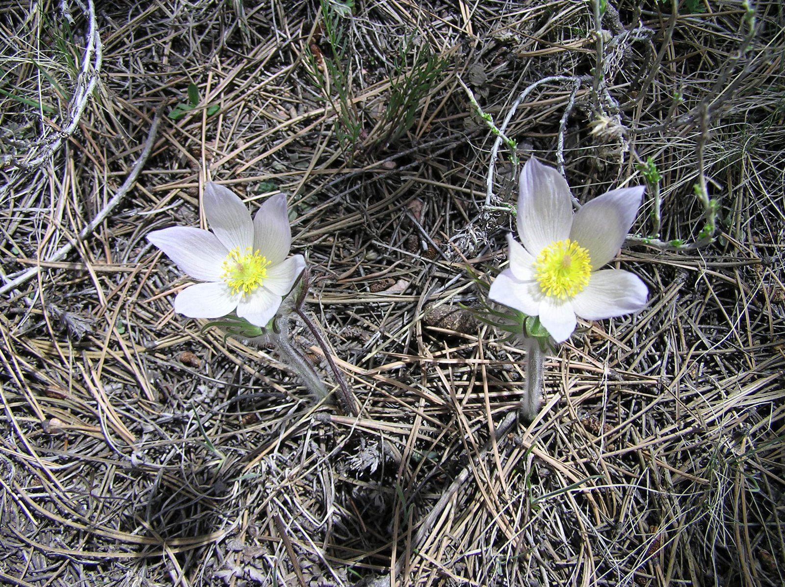 The Silent Language of Ancient Graves (image credits: wikimedia)