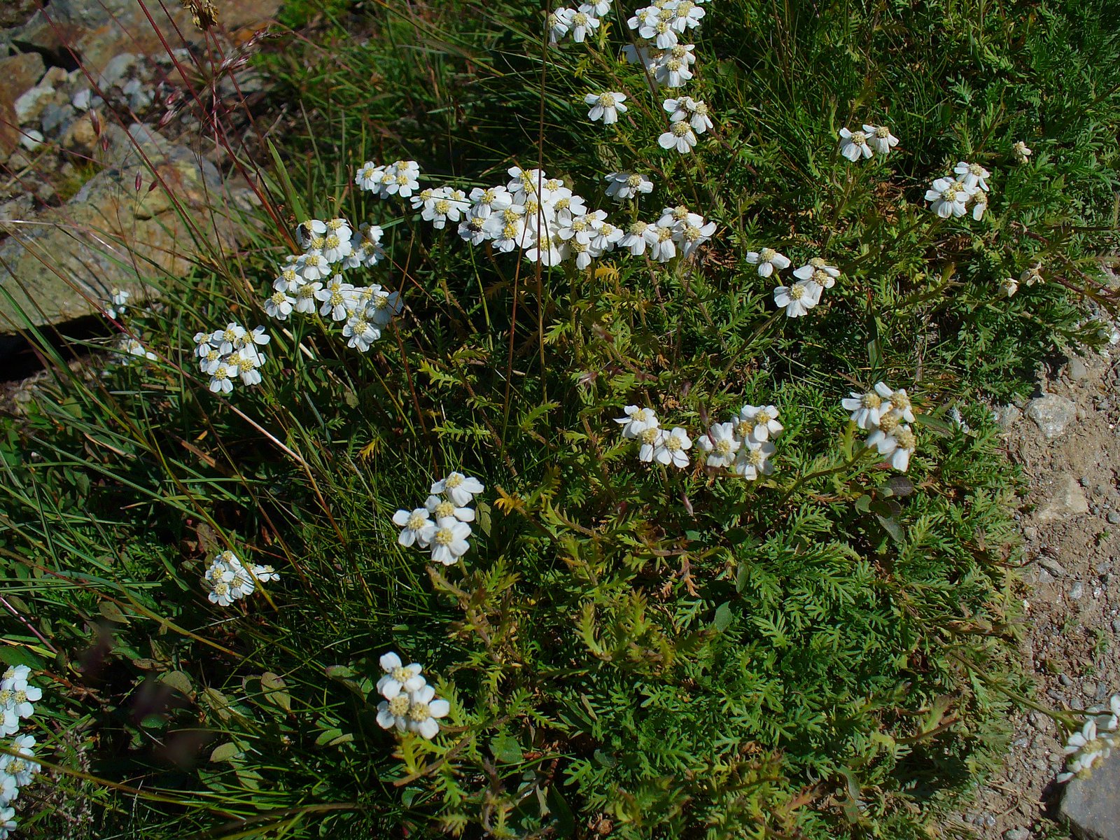 Yarrow: The Healer of Wounds and Spirits (image credits: wikimedia)