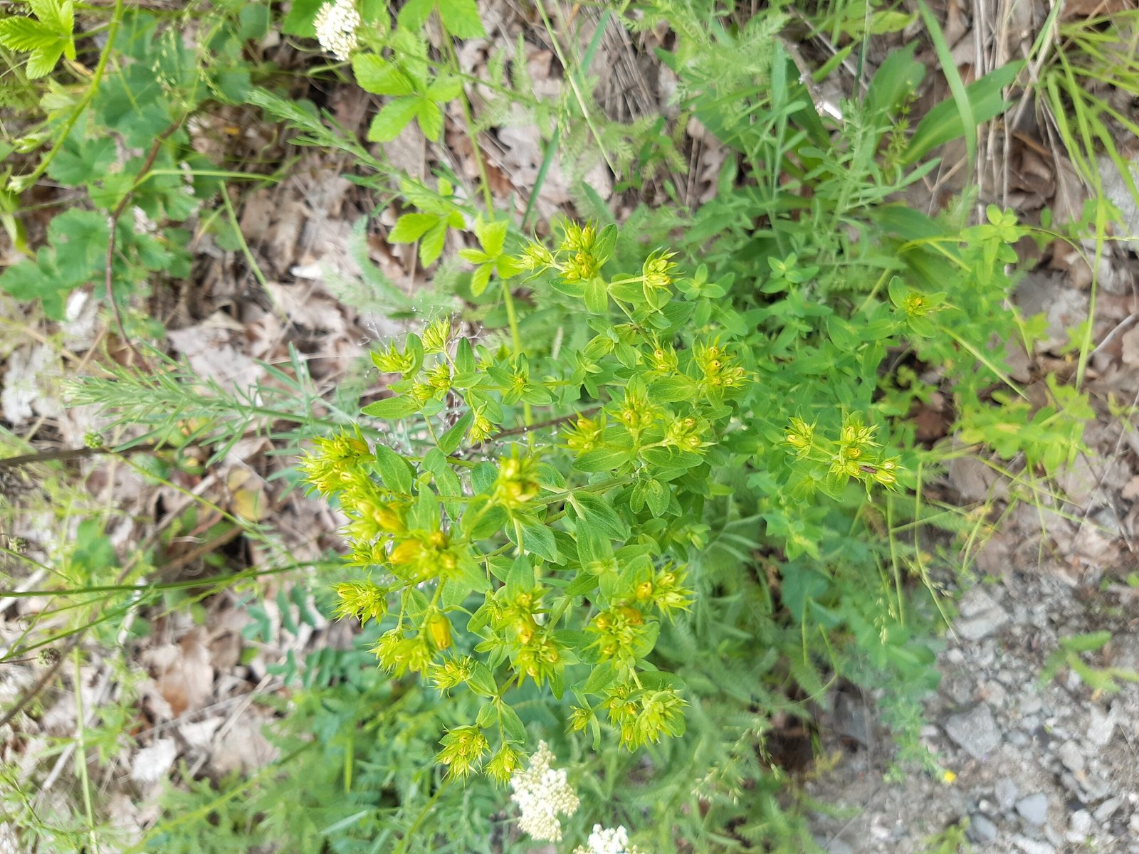 St. John’s Wort: A Ray of Sun in the Shadows (image credits: wikimedia)