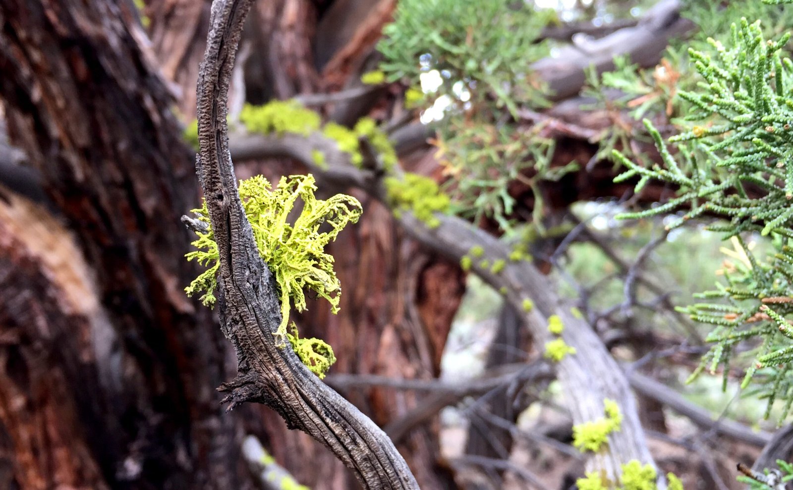 Juniper: The Scent of Sacred Spaces (image credits: wikimedia)