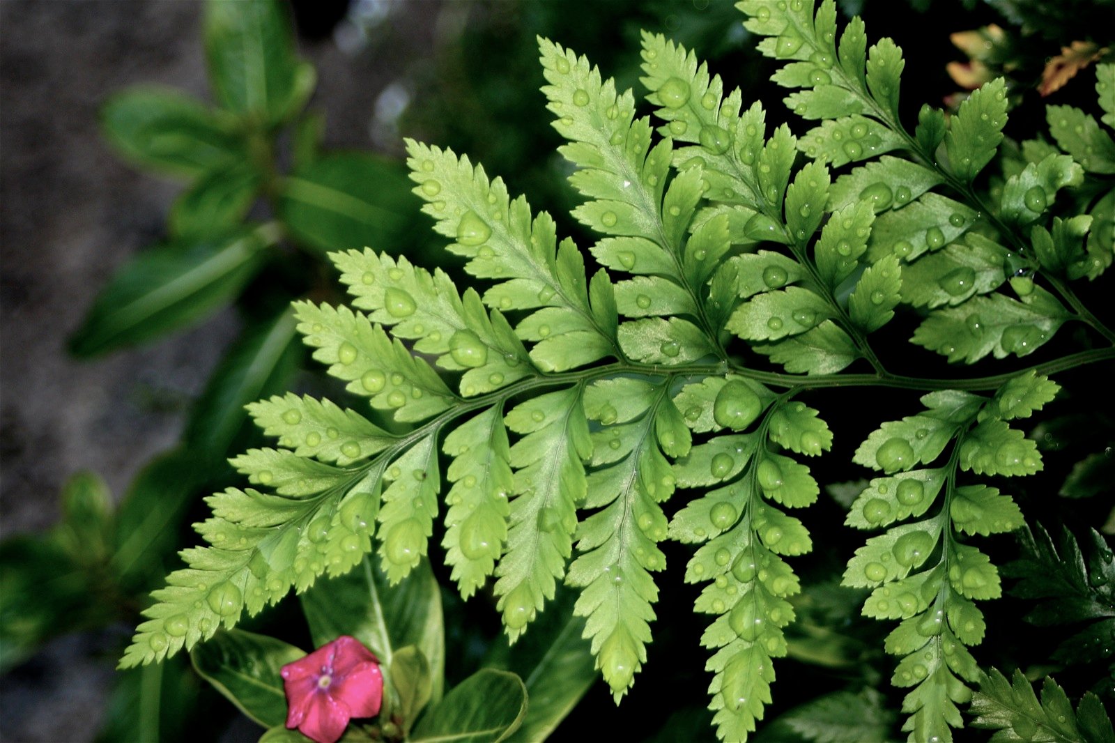 Fern: The Green Veil of Mystery (image credits: wikimedia)