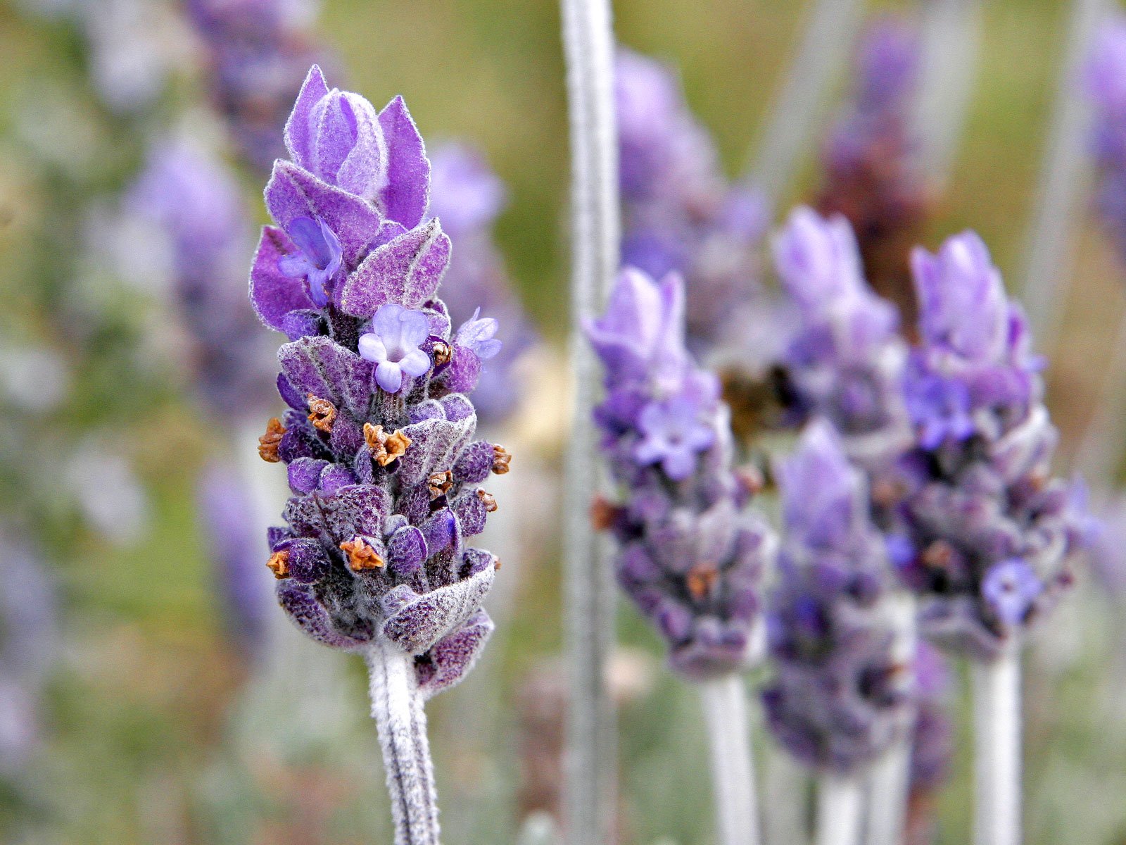 Lavender: The Perfume of Peace (image credits: wikimedia)