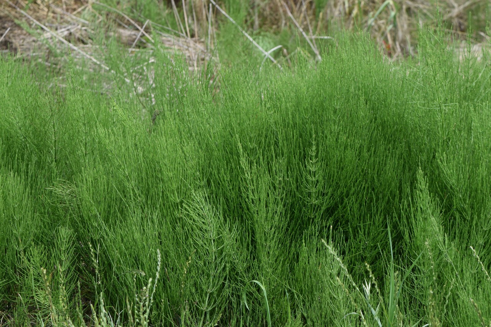 Horsetail: The Ancient Bone Healer (image credits: wikimedia)
