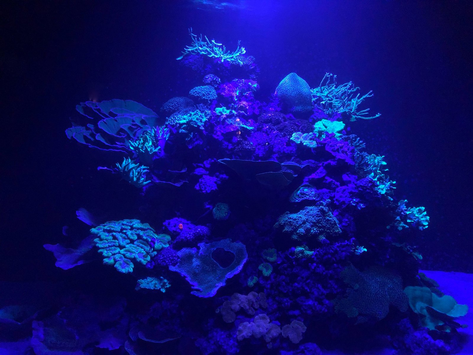 Stressed Out: When Color Signals Trouble (image credits: wikimedia)