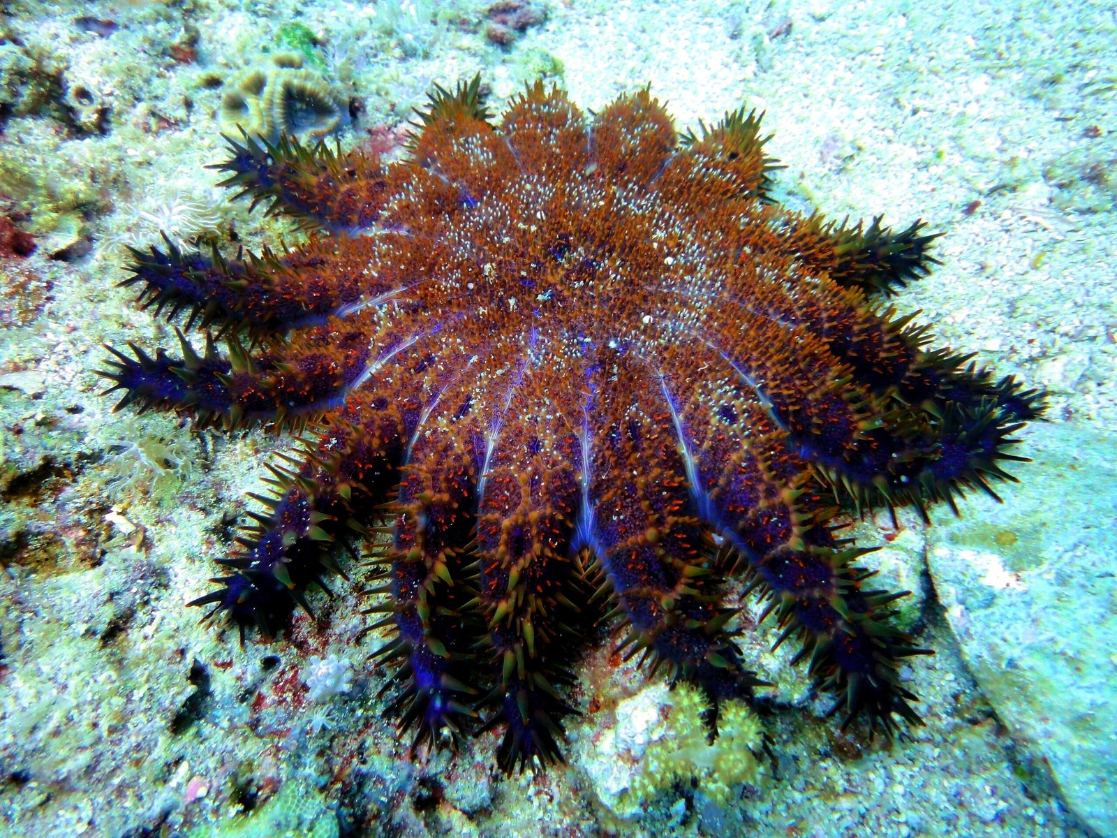Crown-of-Thorns Starfish: A Natural Enemy (image credits: wikimedia)