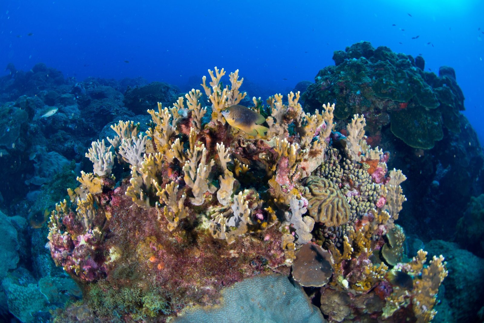 Hope Spots: Reefs That Refuse to Fade (image credits: wikimedia)