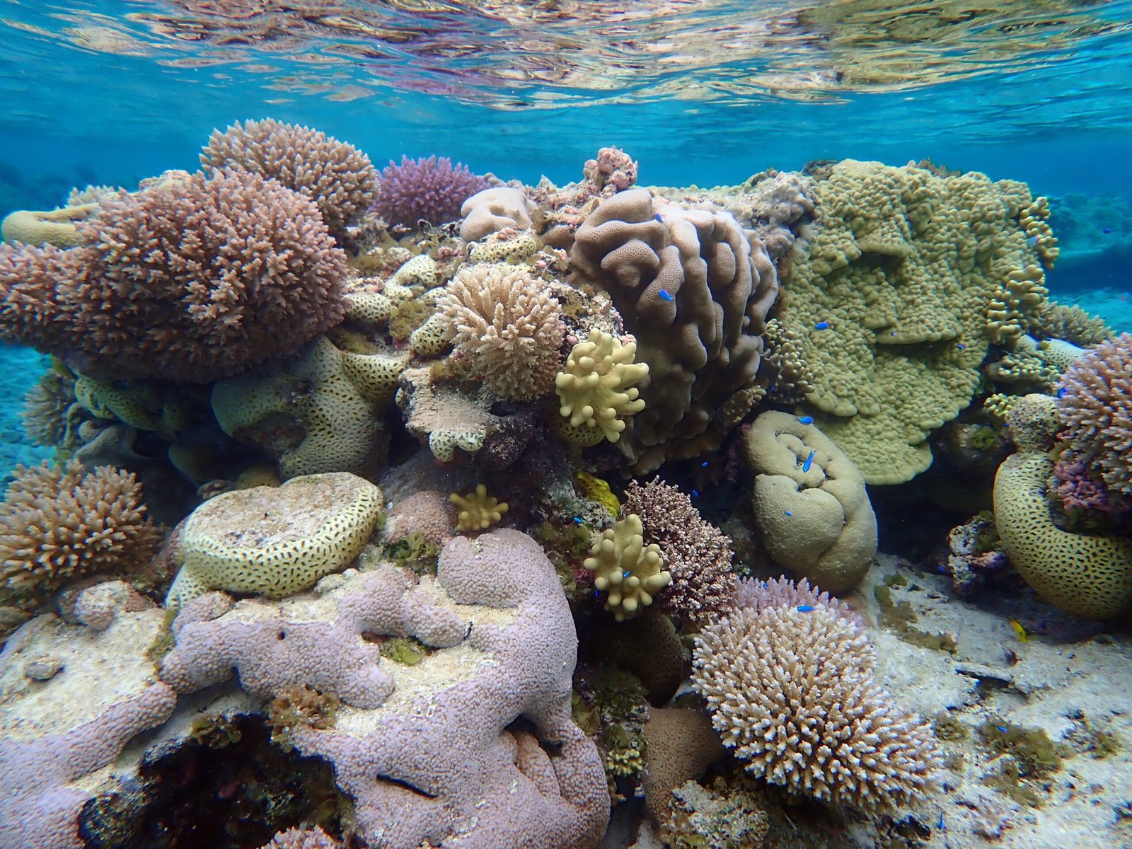 The Ripple Effect: Why Reef Colors Matter to Us (image credits: wikimedia)