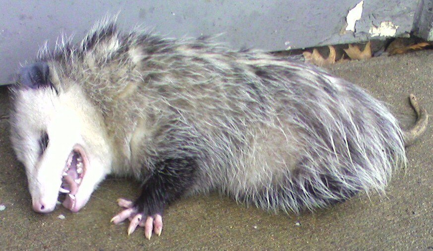 The Opossum: The Champion of Playing Dead (image credits: wikimedia)