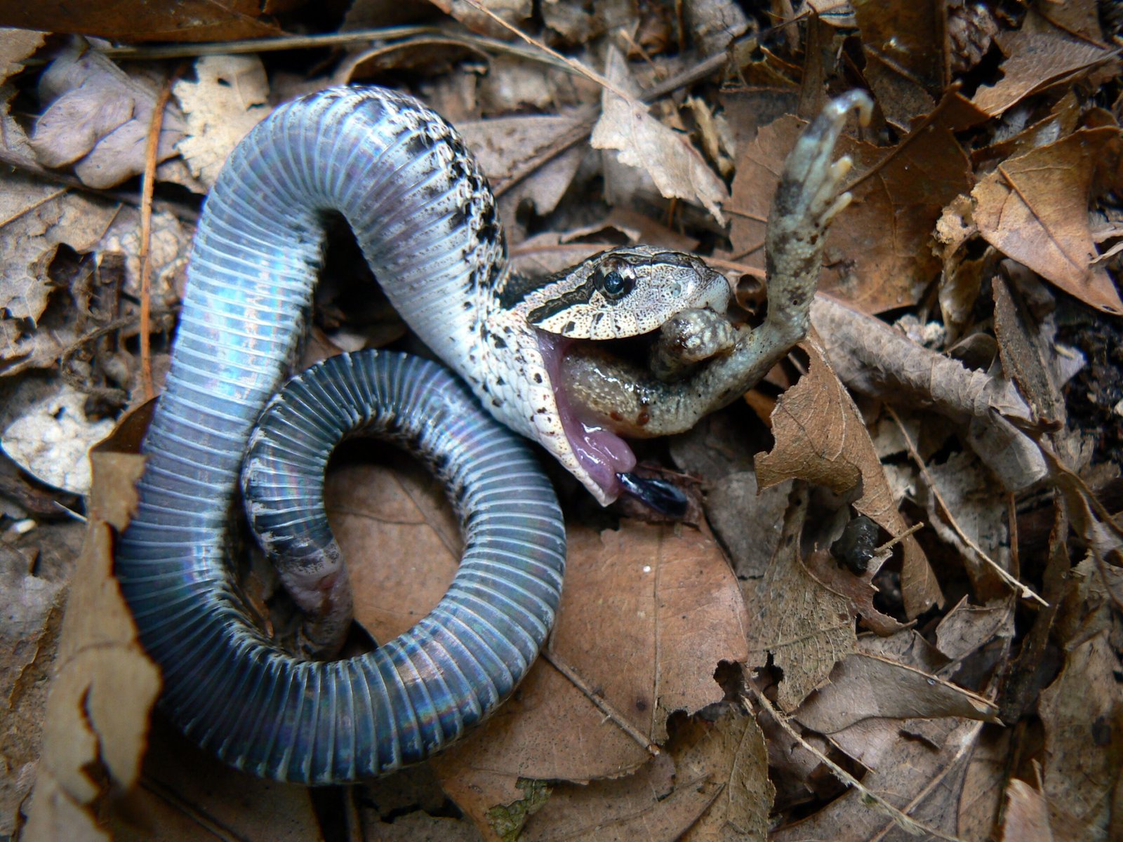 Snakes and Reptiles: Masters of Deception (image credits: wikimedia)