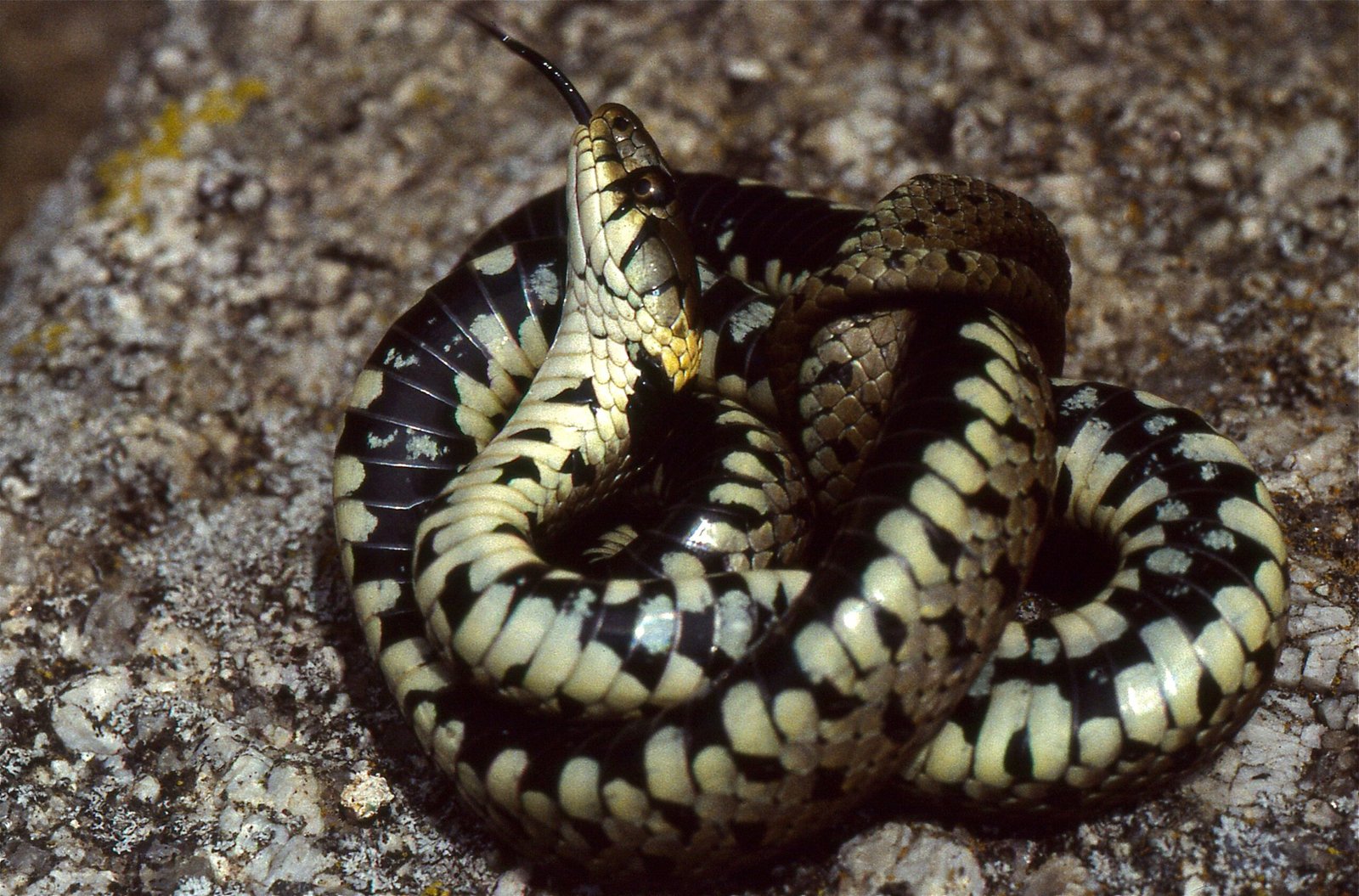 From Instinct to Evolution: How the Trait Develops (image credits: wikimedia)