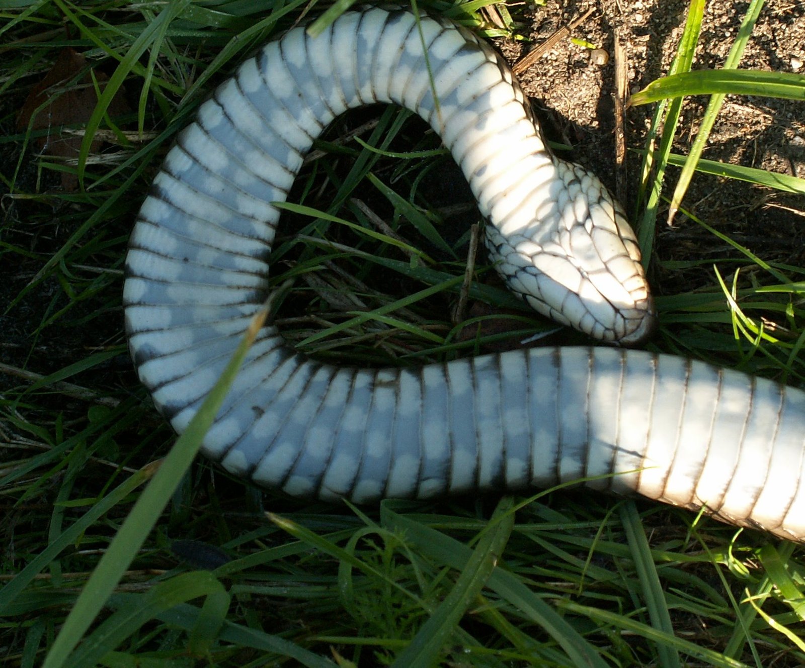 Thanatosis in Popular Culture and Folklore (image credits: wikimedia)