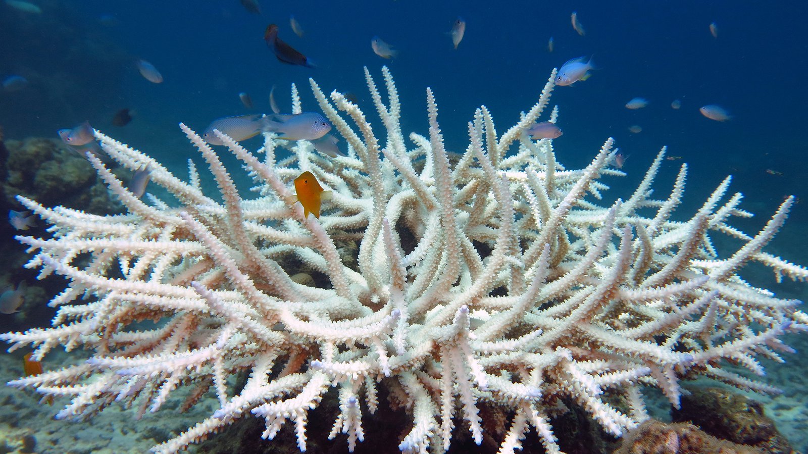 Tackling Coral Bleaching Together (image credits: wikimedia)