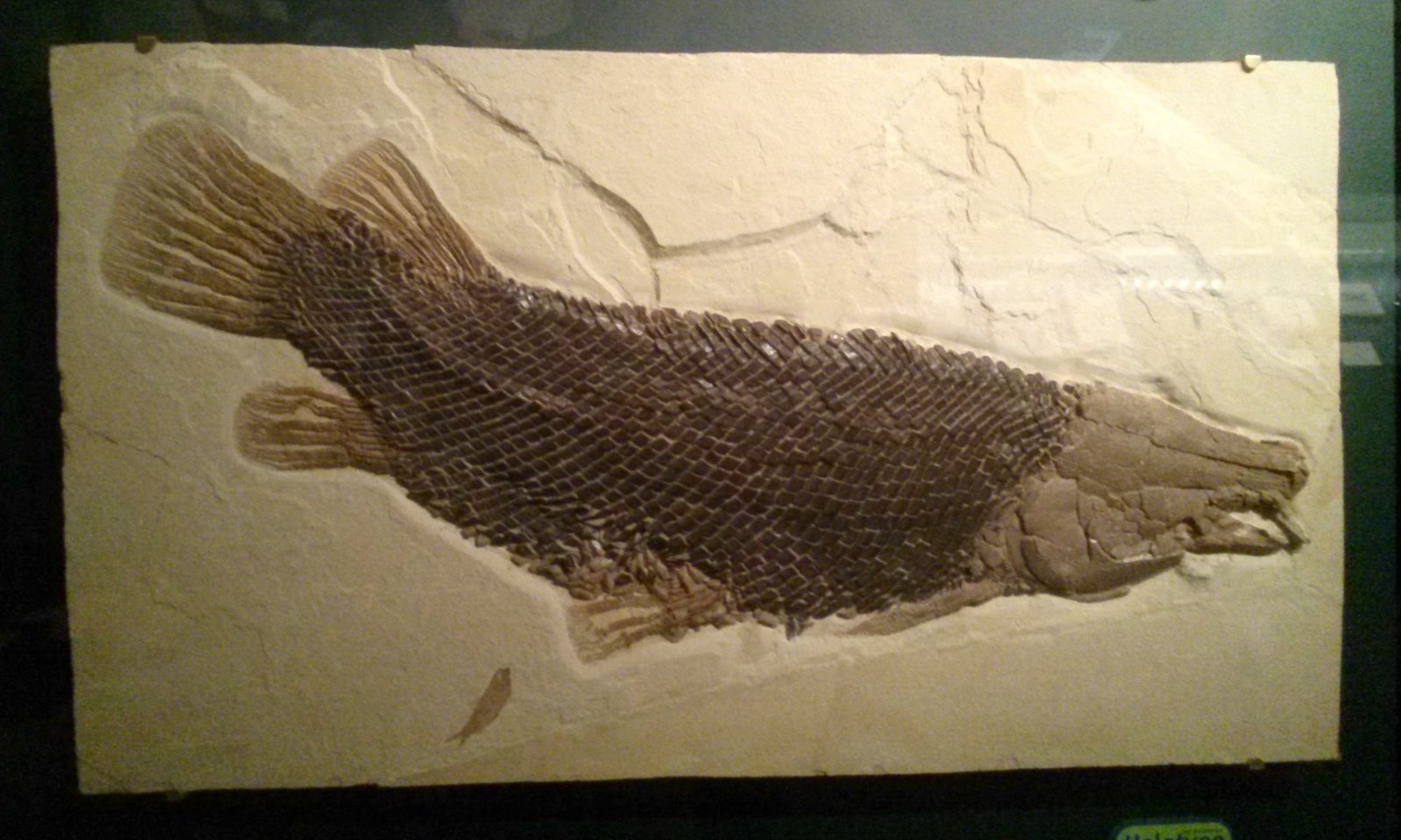 The Surprising Discovery: Fossils in the Red Centre (image credits: wikimedia)