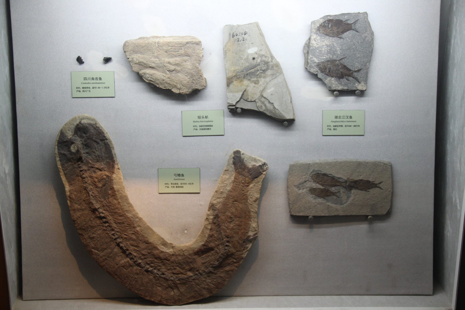 Fossil Fish in Art and Imagination (image credits: wikimedia)