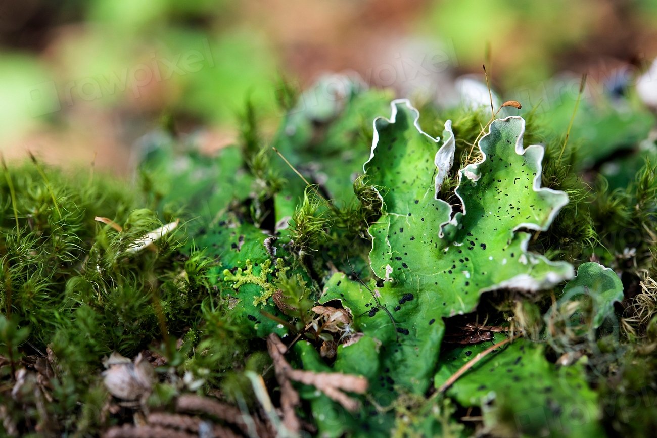 A Microcosm of Life Inside (image credits: rawpixel)