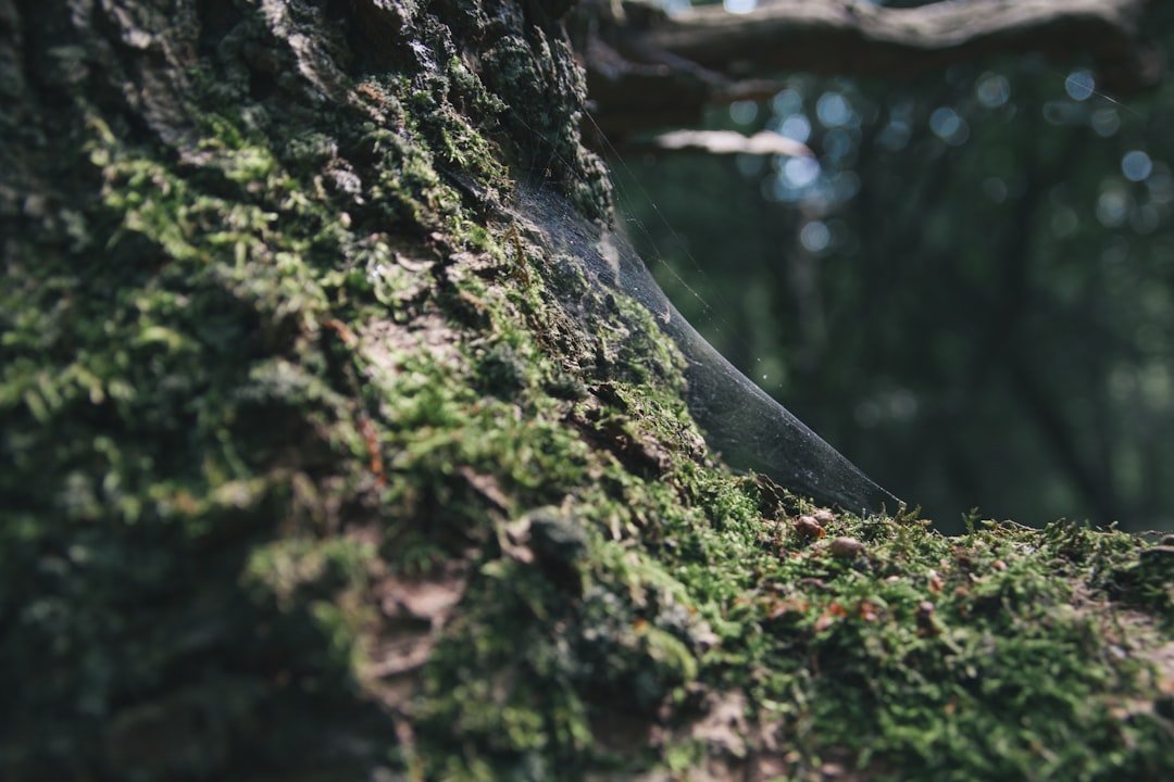 Where Can You Find Glacier Mice? (image credits: unsplash)