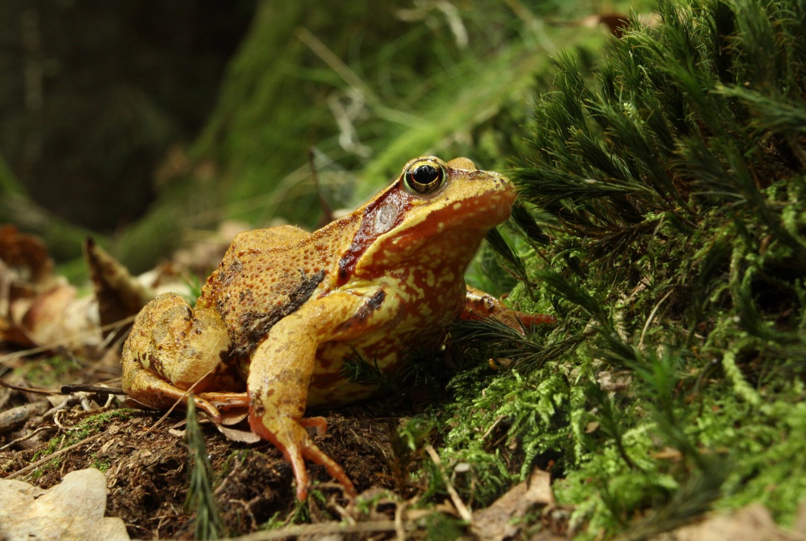 Wildlife Adaptations: Survival at the Edge (image credits: wikimedia)