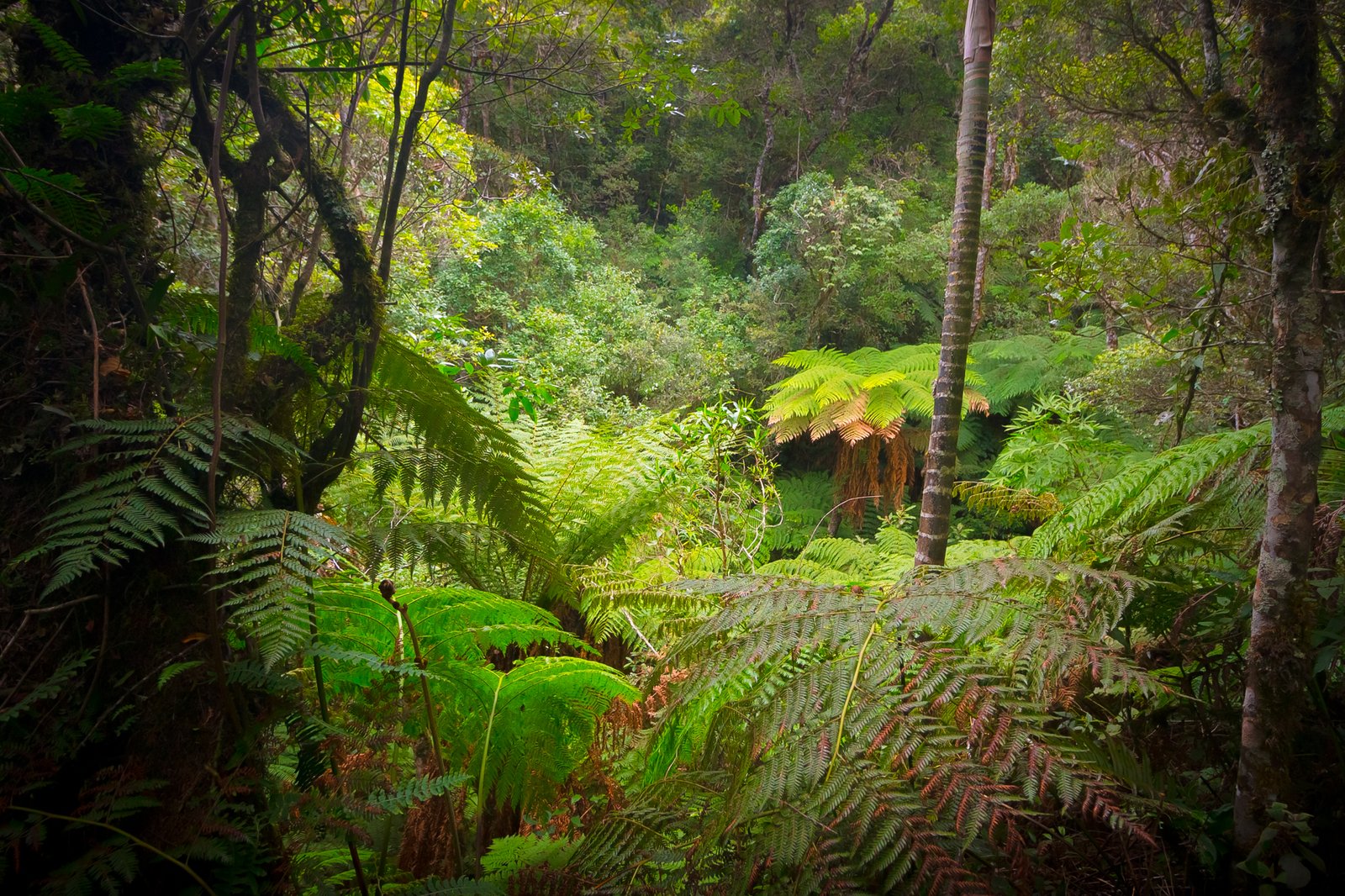 Giant Ferns: Masters of the Prehistoric Forest (image credits: wikimedia)