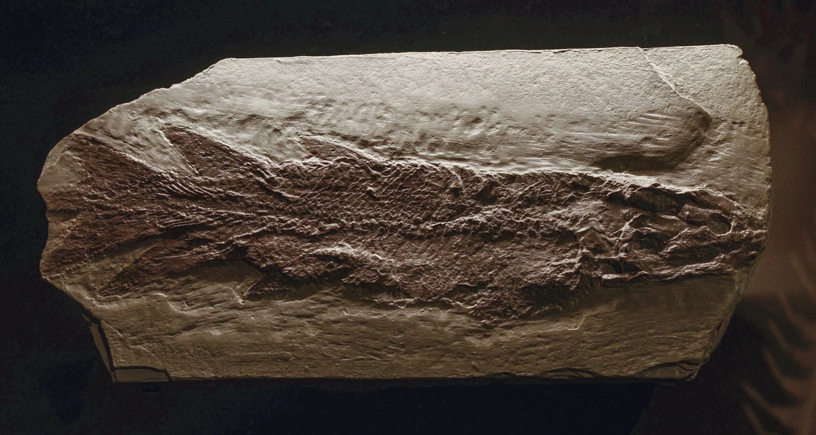 Why Miguasha Stands Apart from Other Fossil Sites (image credits: wikimedia)