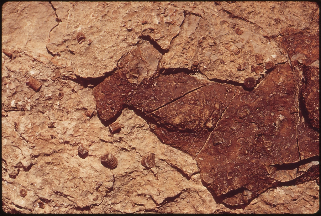 Preservation and Protection: A Delicate Balance (image credits: rawpixel)