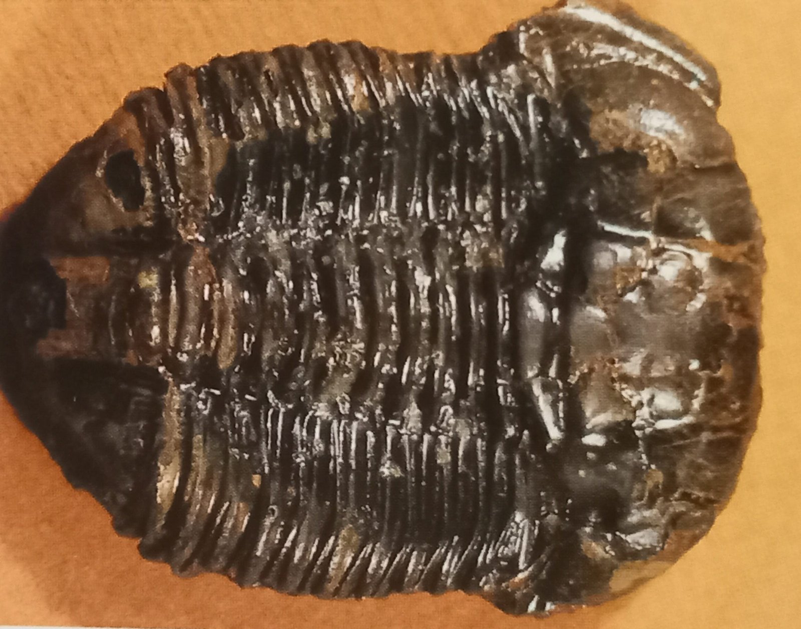 Local Culture and Community: Fossils in the Family (image credits: wikimedia)