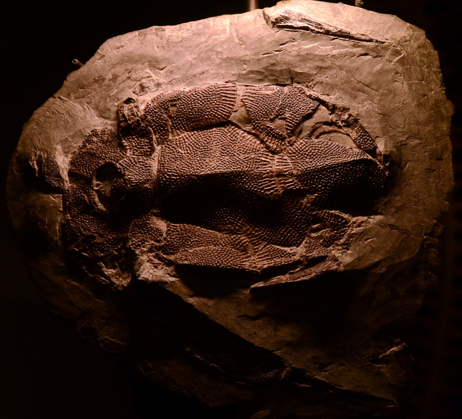 Visiting Miguasha: A Journey Through Deep Time (image credits: wikimedia)