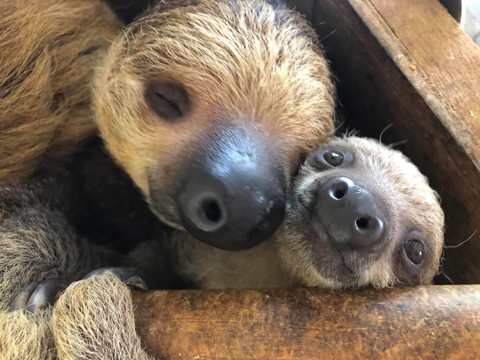 How Much Do Sloths Actually Sleep? (image credits: wikimedia)