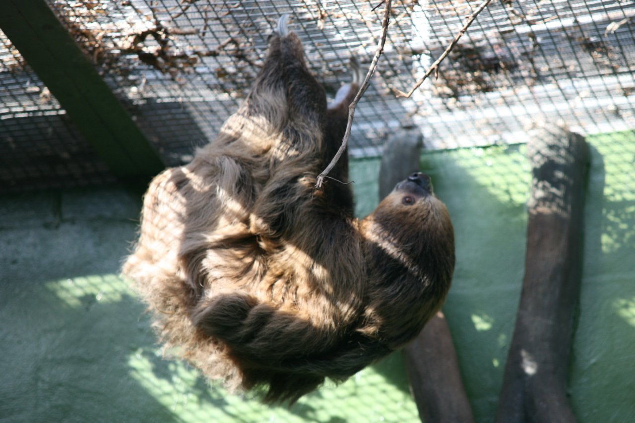 Adaptations for a Lazy Lifestyle (image credits: wikimedia)