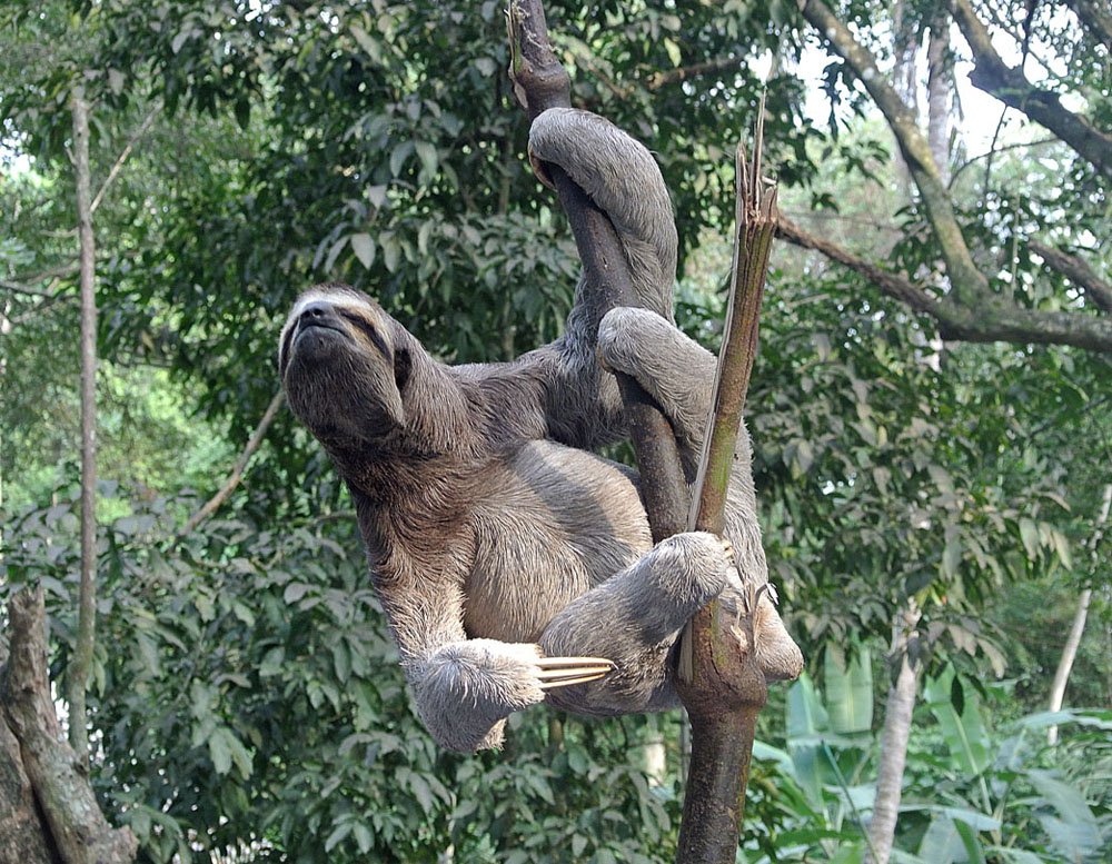 The Secret Life of the Three-Toed Sloth (image credits: wikimedia)