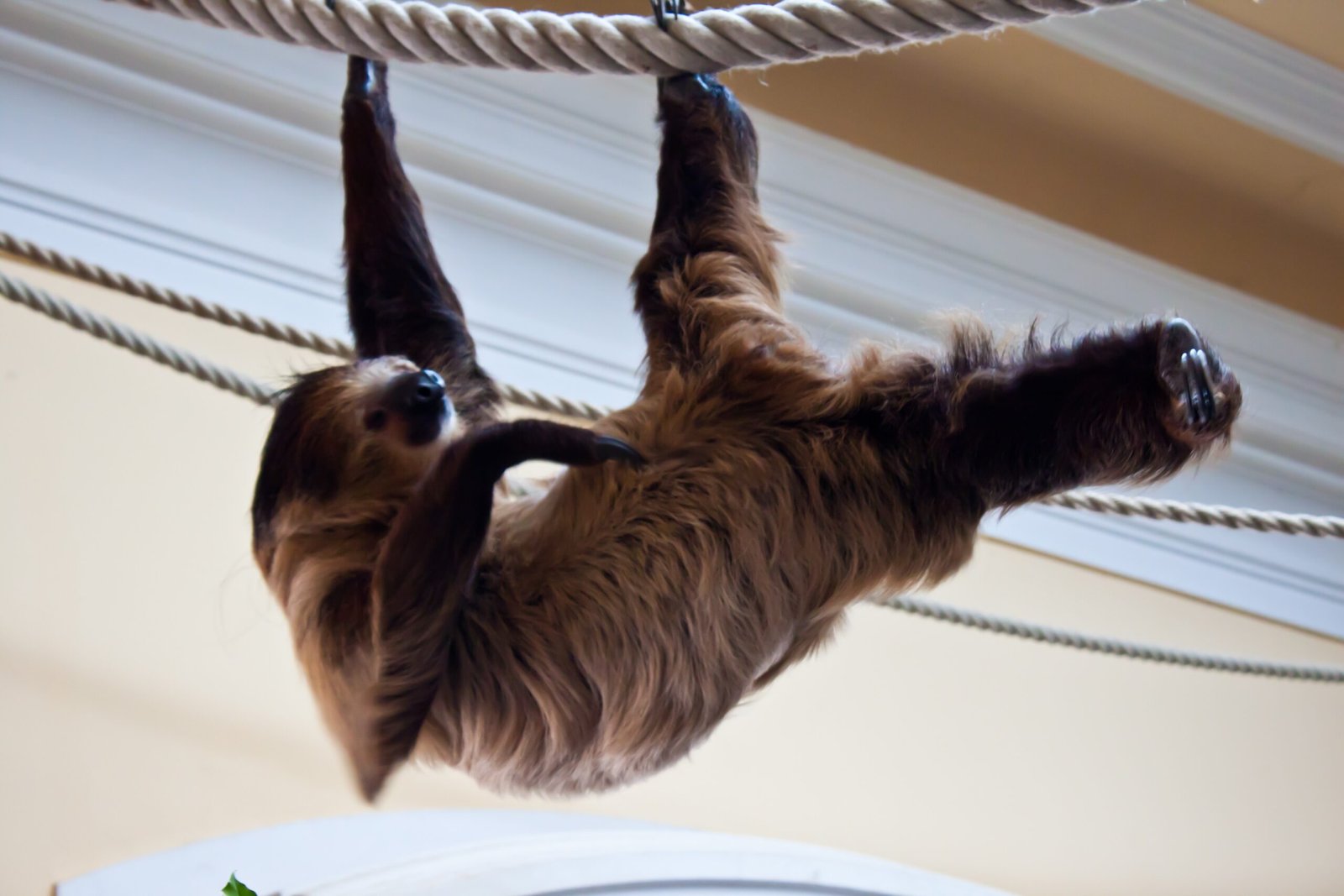 Sloths and Their Unusual Sleep Patterns (image credits: wikimedia)