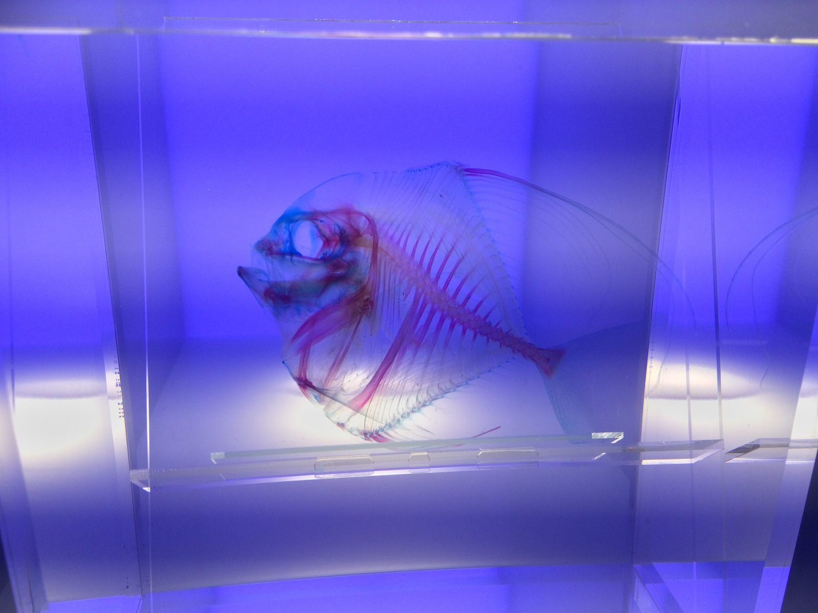 Masters of Disguise: Transparency and Mirror Scales (image credits: wikimedia)