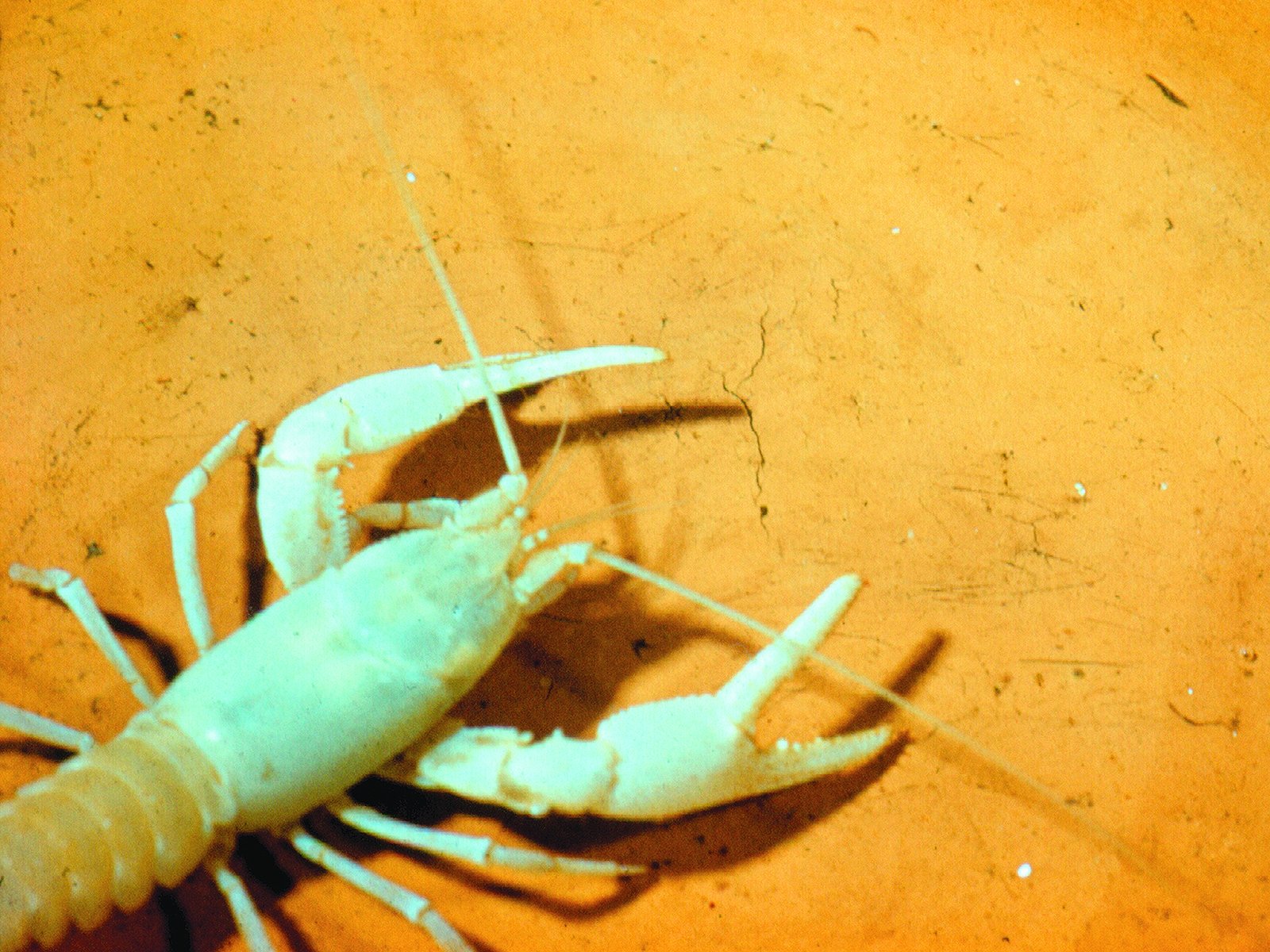 Troglobites: The True Cave Specialists (image credits: wikimedia)