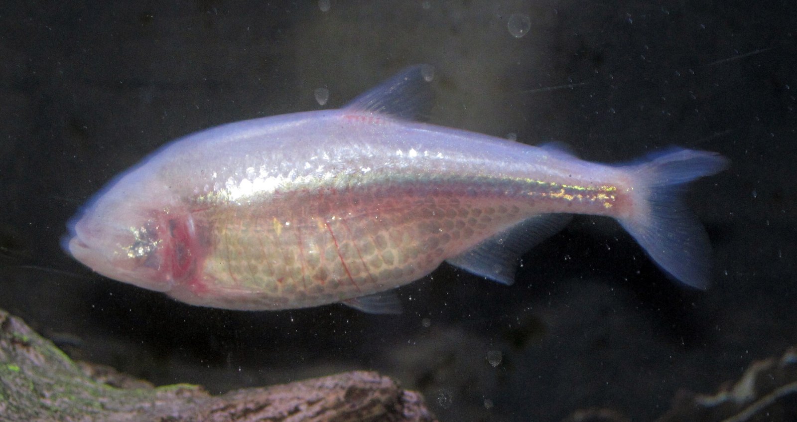 Can Cave Species Ever Go Back? (image credits: wikimedia)