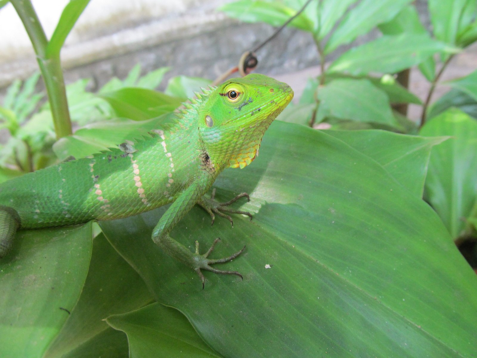 Communication: The True Purpose of Color Change (image credits: wikimedia)