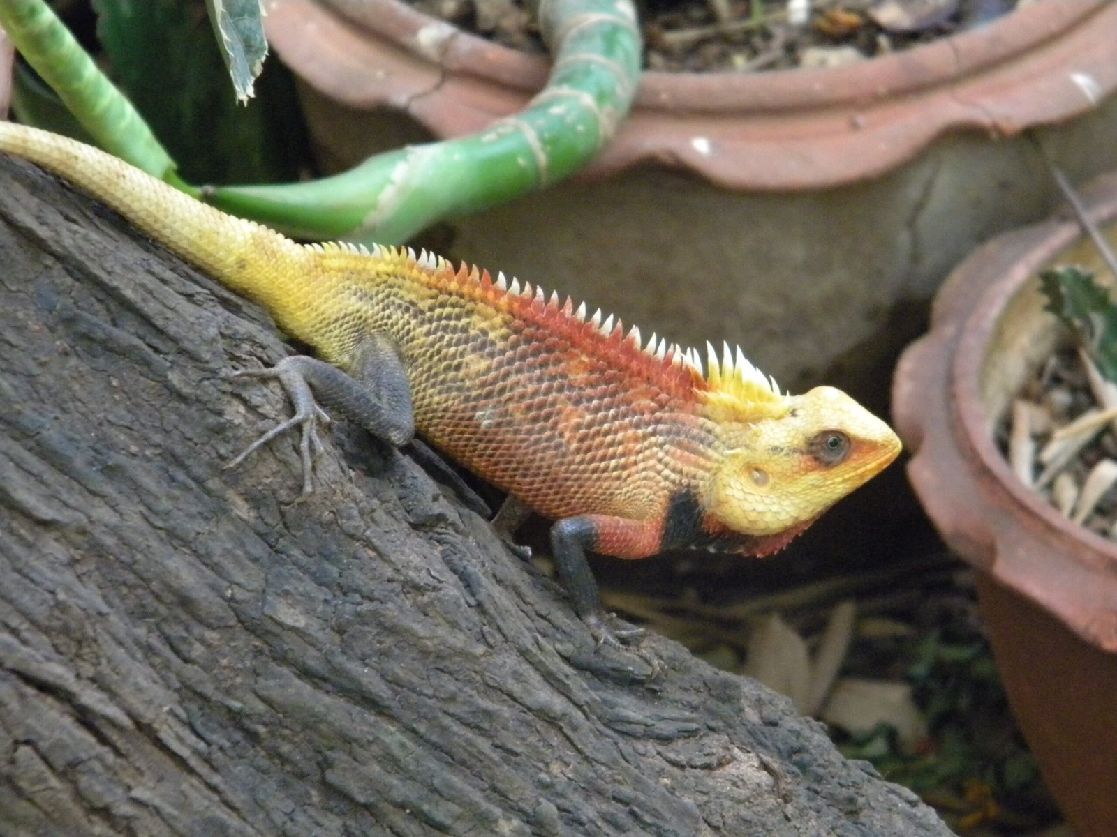 Thermoregulation: Colors for Comfort (image credits: wikimedia)