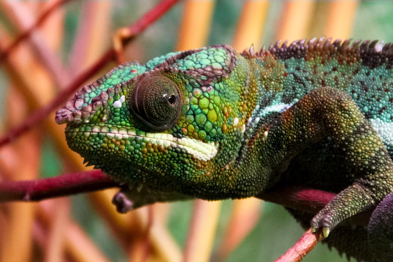 Fascination That Endures (image credits: wikimedia)