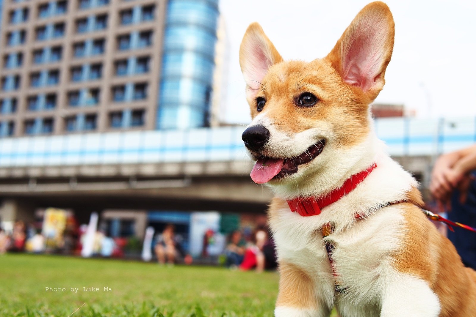 Real-Life Examples of Corgi Courage (image credits: wikimedia)