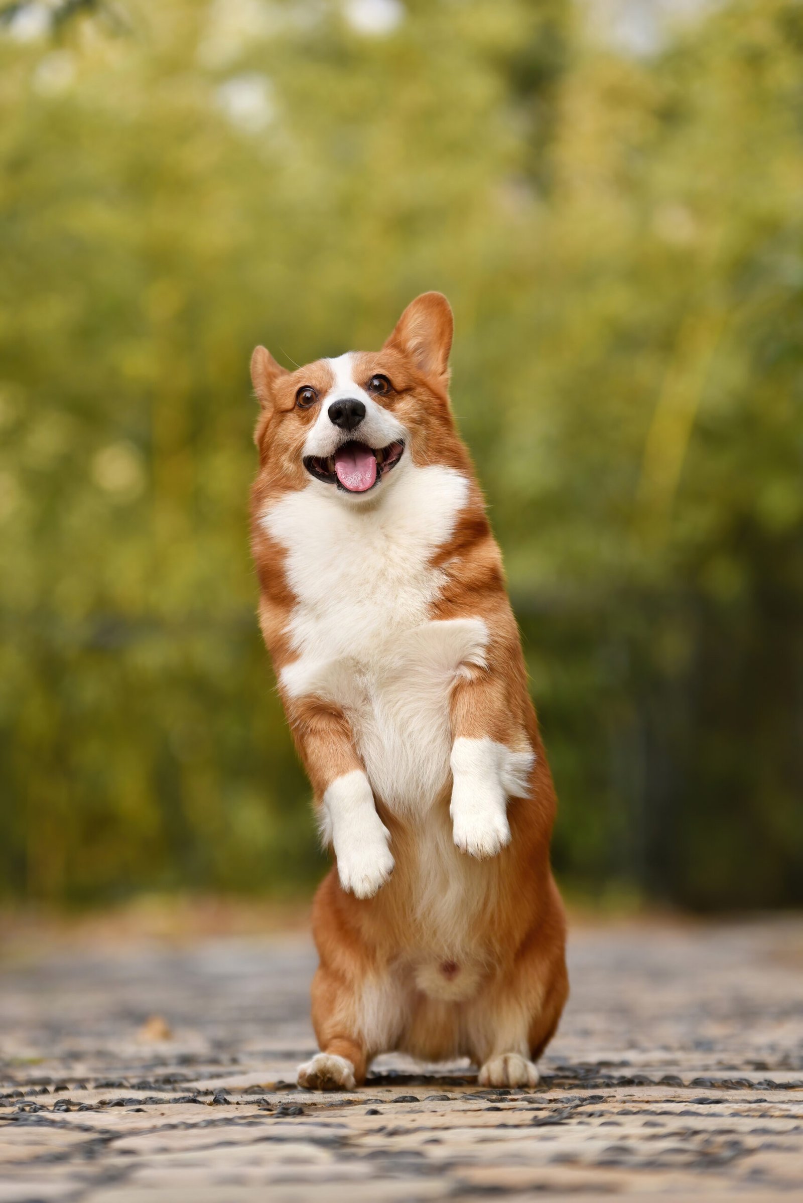 A Closer Look at Pembroke vs. Cardigan Corgis (image credits: wikimedia)