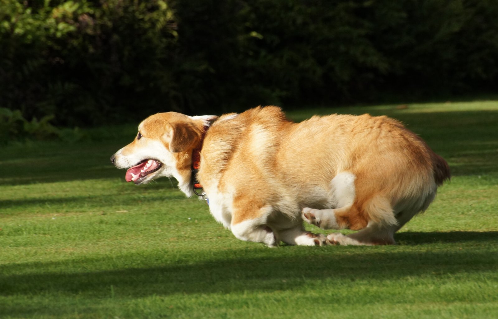 Living with a Corgi: Joys and Challenges (image credits: wikimedia)