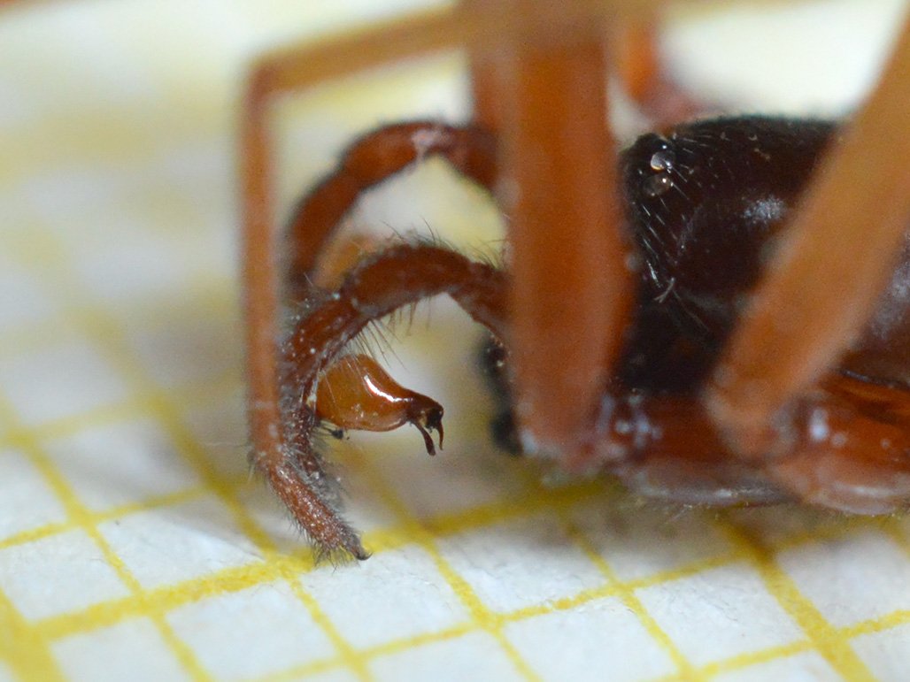 Meet the Arachnids (image credits: wikimedia)