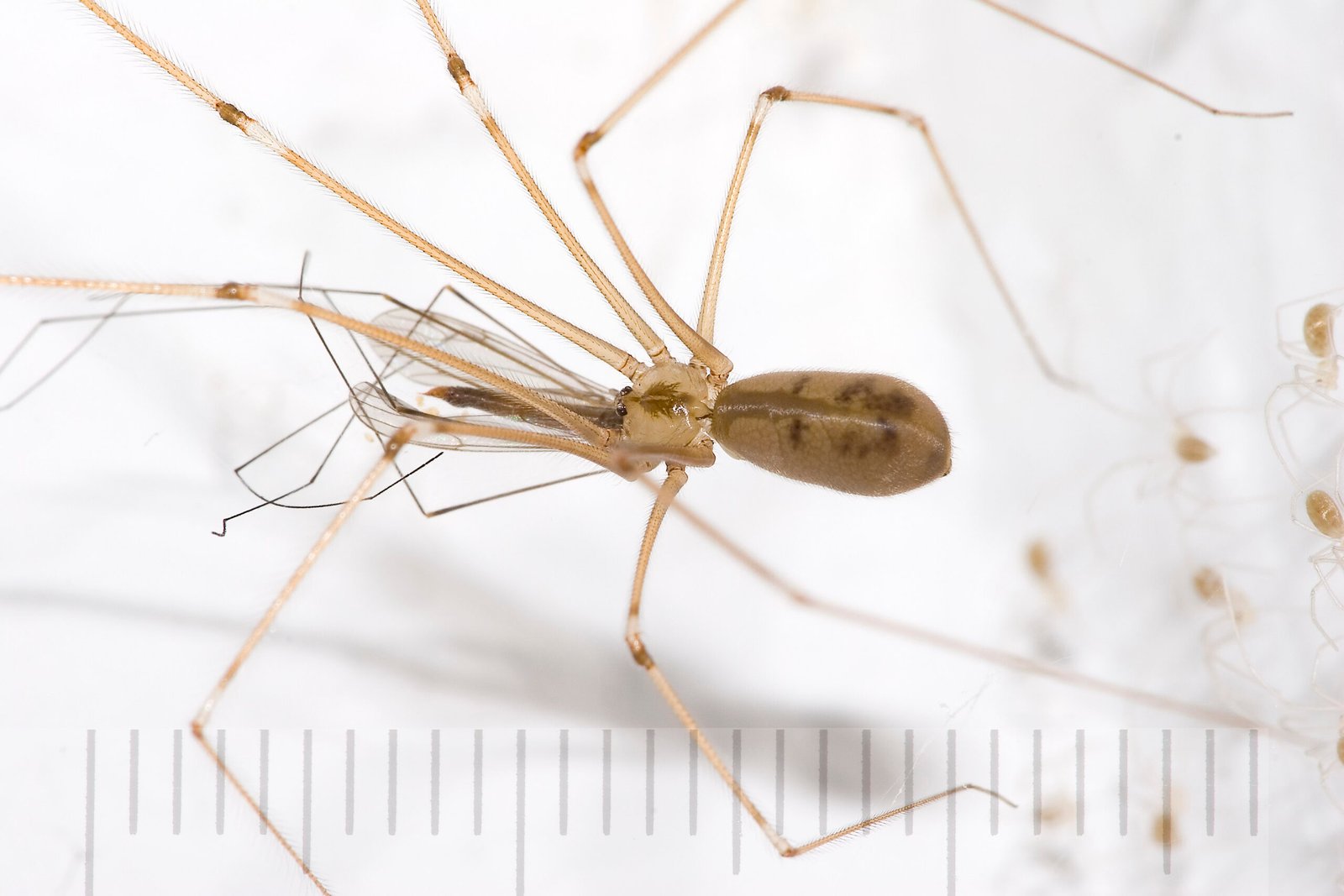 The Signature Eight Legs (image credits: wikimedia)